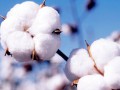 国家棉花产业联盟成立 发出全产业强棉誓言