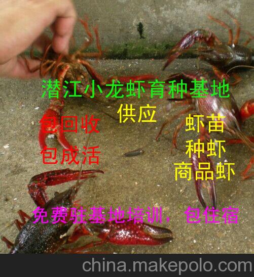 2016年潜江虾苗批发18871372017技术咨询