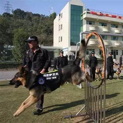 深宝华—警犬护卫服务