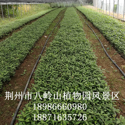 华为农业科技-金丝楠（宜昌楠）