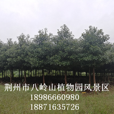 华为农业科技-金丝楠（宜昌楠）