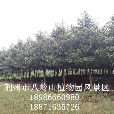华为农业科技-金丝楠（宜昌楠）