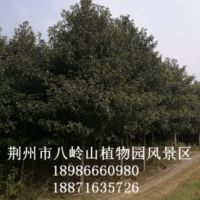 华为农业科技-金丝楠（宜昌楠）