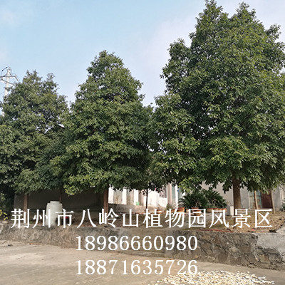 华为农业科技-金丝楠（宜昌楠）