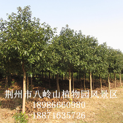 华为农业科技-绿化树种金丝楠（宜昌楠）