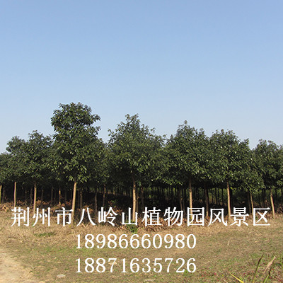 华为农业科技-绿化树种金丝楠（宜昌楠）