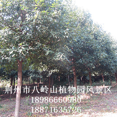 华为农业科技-绿化树种金丝楠（宜昌楠）