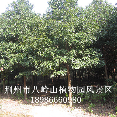 华为农业科技-绿化树种金丝楠（宜昌楠）