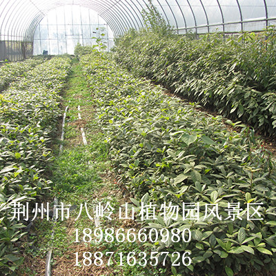 华为农业科技-绿化树种金丝楠（宜昌楠）