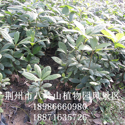 华为农业科技-绿化树种金丝楠（宜昌楠）