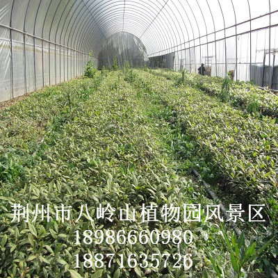 华为农业科技-湖北宜昌楠规模化种植示范基地