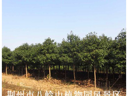 宜昌楠