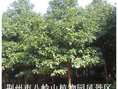 宜昌楠