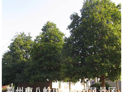 宜昌楠