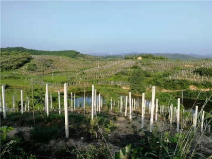 种植园