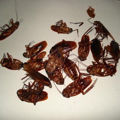 博昆除虫-提供综合性的除虫灭鼠、白蚁防治服务