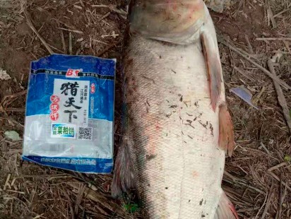 白鲨鱼饵
