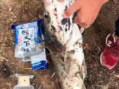 白鲨鱼饵
