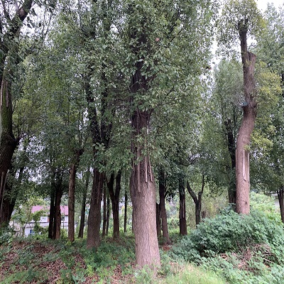 力搏建筑-香樟树、大樟树、古香樟种植及批发