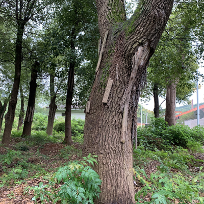 力搏建筑-香樟树