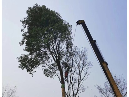 案例展示