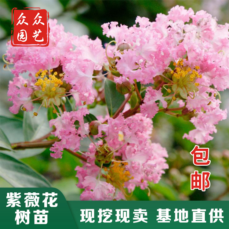 众众园艺-大量批发园林绿化树木紫薇大树