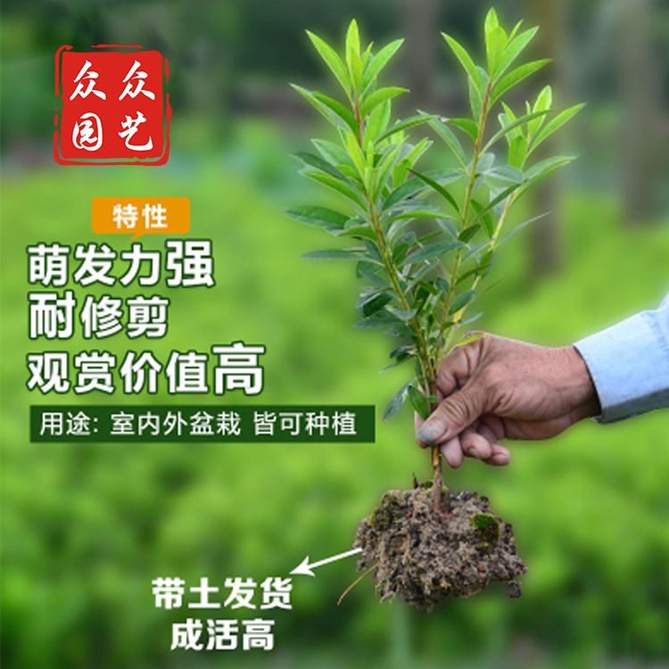 众众园艺-杜鹃花苗批发