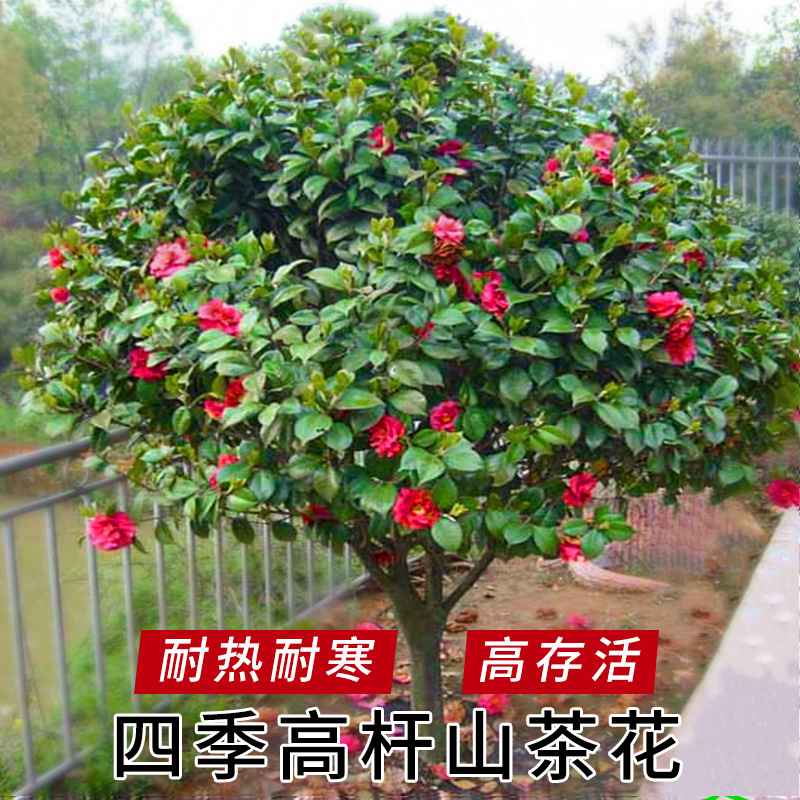 众众园艺-高杆山茶花树直径5公分 带花苞发货