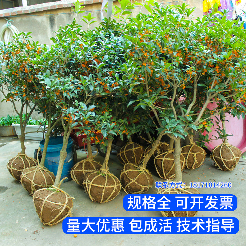 众众园艺-桂花树批发八月桂花树精品丹桂绿化庭院地载