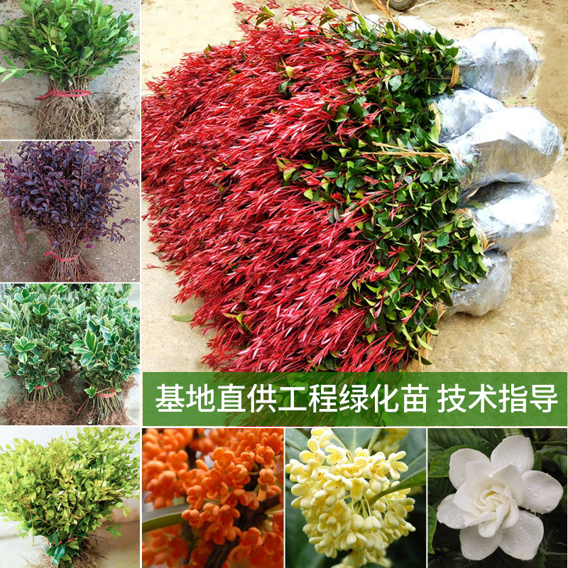 众众园艺-红叶石楠红罗宾篱笆球瓜子黄杨杜鹃栀子花绿化带工程树