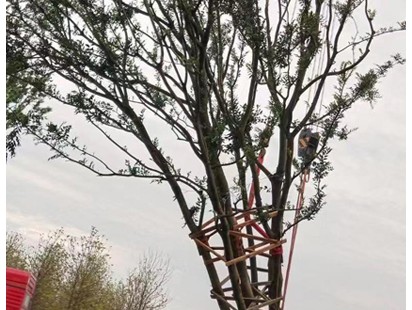 案例展示