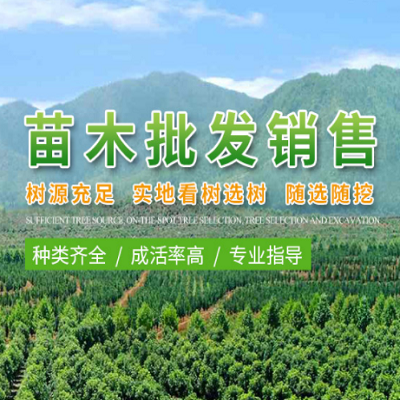 宏泽苗木-苗木批发销售!主要有香樟,朴树,乌桕等!