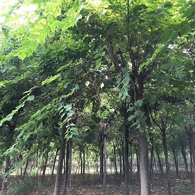 铺锦园花卉苗木-专注各类苗木花卉研发销售