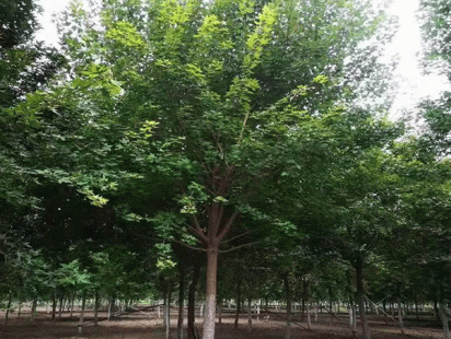 案例展示