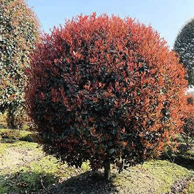 铺锦园花卉苗木-红叶石楠