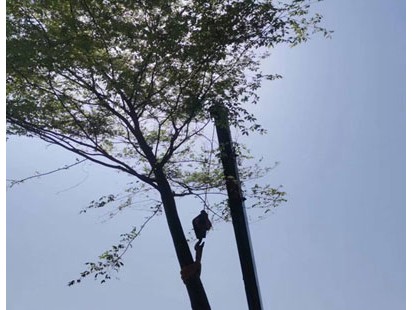 栾树运输案例展示