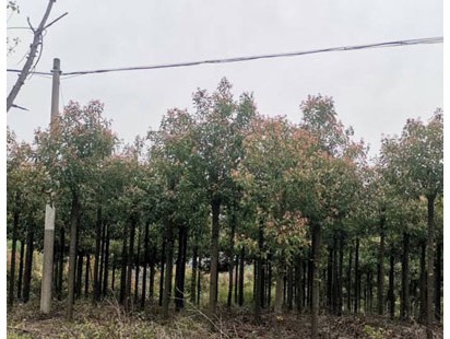 香樟案例展示