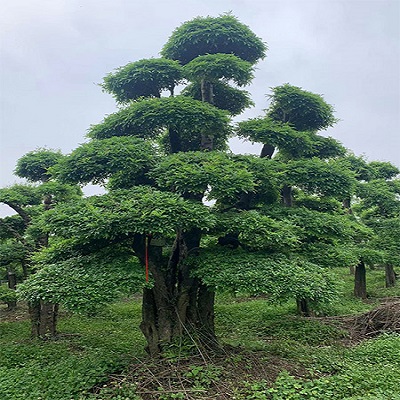 对节白蜡、造型对节白蜡、刺冬青供应