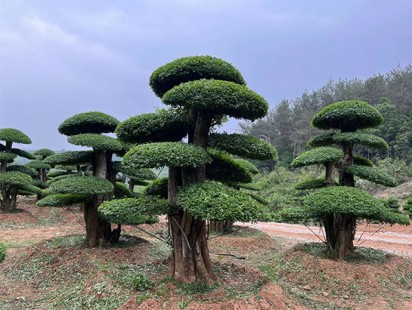 案例展示