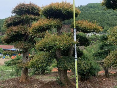 案例展示