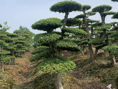 案例展示