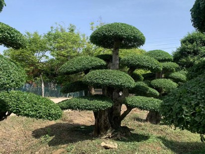案例展示