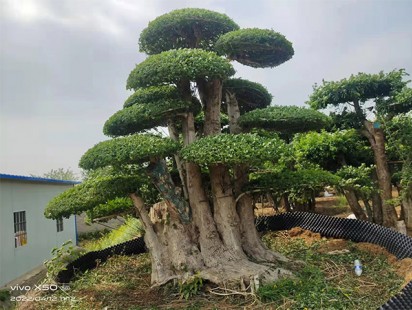 案例展示