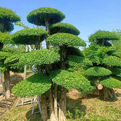 对节白蜡造型树