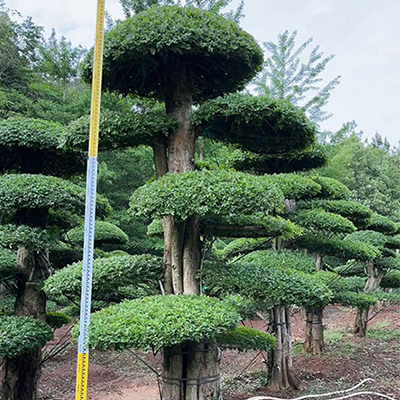 对节白蜡造型树