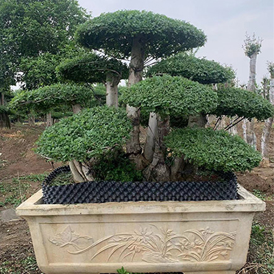 对节白蜡盆景