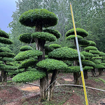 对节白蜡